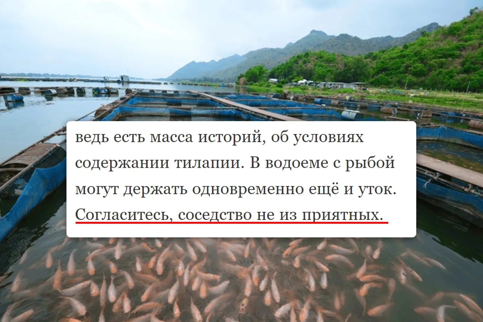 Претензия к тилапии: соседство рыбы и уток в водоеме